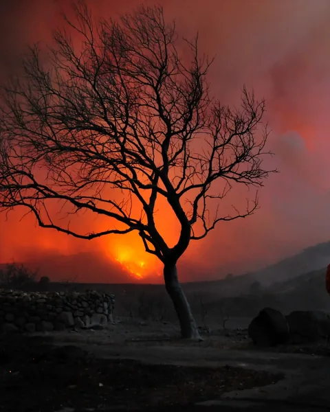 A lone tree silhouetted against wildfire smoke at dusk as a firefighter looks on